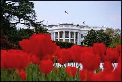 Tulips bloom around the fountain on the South Lawn of the White House April 15, 2003. 