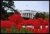 Tulips bloom around the fountain on the South Lawn of the White House April 15, 2003. 