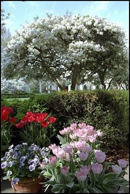 Rose Garden tulips and trees bloom under a warm spring sun April 16, 2003. 