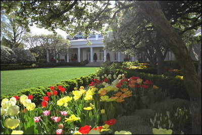 Flowers bloom in the Rose Garden April 14, 2003. 