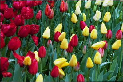 Flowers prepare to bloom in the Rose Garden April 14, 2004.