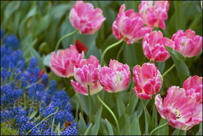 Flowers bloom in the Rose Garden April 25, 2004. 