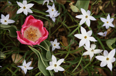 A pink tulip brings a touch of color to the white flowered ground cover in the East Garden March 28, 2008 at the White House.