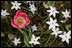 A pink tulip brings a touch of color to the white flowered ground cover in the East Garden March 28, 2008 at the White House.