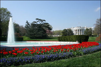 Red tulips and hyacinth surround the White House South Lawn fountain Thursday, April 10, 2008.