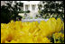 Blooms of Oxford golden tulips accent a walkway of the West Garden at the White House Tuesday, March 4, 2008.