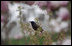 A bird is seen March 26, 2008 among the budding blooms of a Katherine crab apple tree in the Rose Garden at the White House.