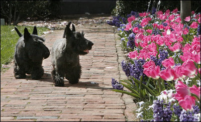 Barney and Miss Beazley admire the ‘Laura Bush’ tulips and hyacinth blooms Tuesday, April 1, 2008, along the walkway in the East Garden at the White House.