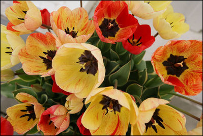 Colorful Silverstream tulips open wide as spring flowers bloom in the gardens of the White House Wednesday, April 9, 2008.