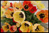 Colorful Silverstream tulips open wide as spring flowers bloom in the gardens of the White House Wednesday, April 9, 2008.