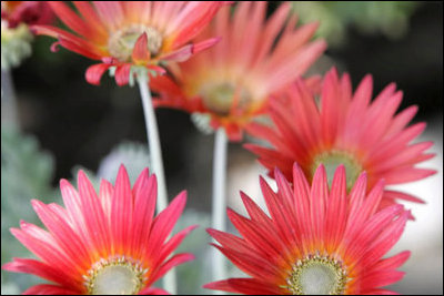 Warm spring days bring a spring of the sunrise to blooming African Daisies in the Rose Garden patio.