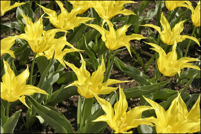 Lady Bird Johnson tulips pop with color as spring comes to the White House.