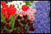 An array of spring flowers line the walkways of the White House Rose Garden, Thursday, April 13, 2006.