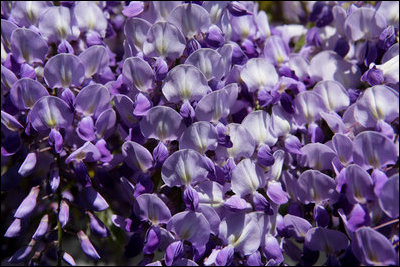 Flowering Wisteria hangs from the South Portico of the White House Tuesday, April 18, 2006.