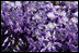 Flowering Wisteria hangs from the South Portico of the White House Tuesday, April 18, 2006.