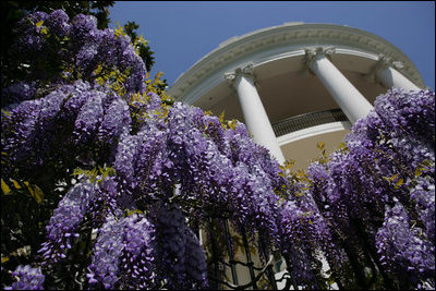 Flowering Wisteria vines hang from the South Portico of the White House Tuesday, April 18, 2006.