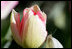 A moth lands on a blooming tulip in the East Garden of the White House, March 30, 2007. White House photo by Shealah Craighead 