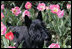 Miss Beazley takes her annual spring stroll through the tulip beds in the East Garden at the White House, April 2, 2007. White House photo by Shealah Craighead 