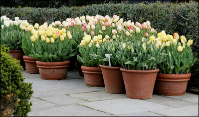 Potted tulips line the walkway from the Palm Room of the White House, April 11, 2007. White House photo by Ashley Viste 