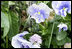 Colorful blooms from a hanging plant are seen along the walkway to the East Garden of the White House, April 11, 2007. White House photo by Shealah Craighead 