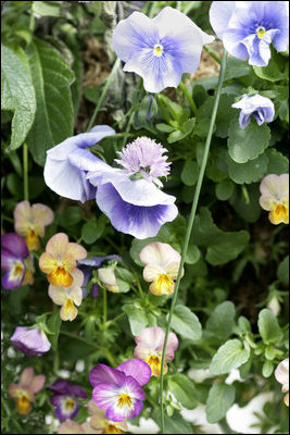 Colorful blooms from a hanging plant are seen along the walkway to the East Garden of the White House, April 11, 2007. White House photo by Shealah Craighead 