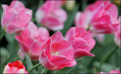 Tulips in the Rose Garden at the White House open wide and turn into the spring sun April 2, 2007. White House photo by Joyce Boghosian 