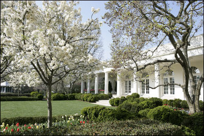 Tulip beds and the ‘Katherine’ crab apple tree are seen in bloom outside the Cabinet Room and along the White House Rose Garden, April 10, 2007. White House photo by Joyce Boghosian 