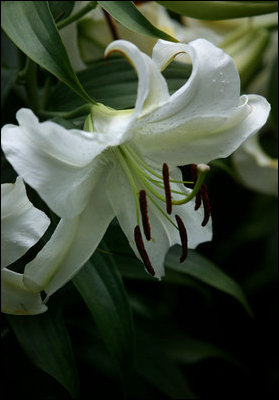 Priaire Sun Rydbeckia add a splash of sun on an ovecast, humid day in the East Garden during the 2005 summer season. 