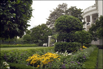 Lily Casa Blancas bloom in a quiet corner of the Rose Garden during the 2005 summer season. 