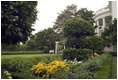 Lily Casa Blancas bloom in a quiet corner of the Rose Garden during the 2005 summer season. 