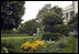 Lily Casa Blancas bloom in a quiet corner of the Rose Garden during the 2005 summer season. 