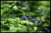 Stunning black and blue Salvia attracts fans of all sizes in the East Garden. Thursday, July 14, 2005. 