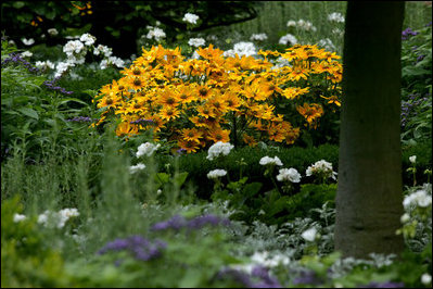 Rocky Mountain White Geraniums and Dustly Miller dot the wooded landscape dominated by the bright Priaire Sun Rydbeckia in the East Garden.