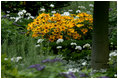 Rocky Mountain White Geraniums and Dustly Miller dot the wooded landscape dominated by the bright Priaire Sun Rydbeckia in the East Garden.