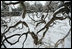 Tangled branches of the White House Vine Maple tree in the East Garden of the White House are seen covered in snow Monday morning, Jan. 22, 2007.