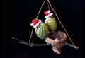 Santa birds ornament by Douglas Rankin, Saipan, CN MP