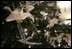 A lily flower decoration is seen on the White House Christmas Tree, a large Fraser Fir, in the Blue Room of the White House, Wednesday, Nov. 30, 2005. 