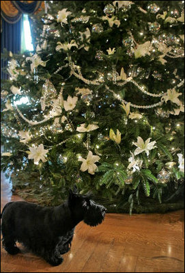 Barney takes off on his own, touring past the White House Christmas Tree that is decorated with fresh lillies in the Blue Room.