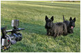 Barney and Miss Beazley takes the camera out for a stroll on the South Lawn.