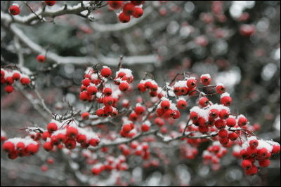 Snow settles softly on every branch and berry in the Rose Garden during the first snowfall of the season Monday, Dec. 5, 2005.