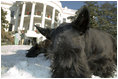 Like many children home from school across the country, Barney and Miss Beazley spend the morning playing in the snow on the South Lawn Friday, Dec. 9, 2005.