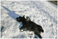 Although no Angel himself, Barney takes a turn at making a snow angel on the South Lawn Friday, Dec. 9, 2005.