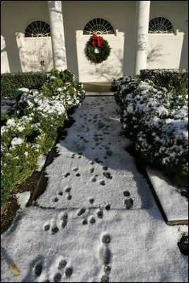 Running out to play in the snow, Barney and Miss Beazley leave a trail of footprints in the Rose Garden, Friday, Dec. 9, 2005.