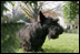 Barney is framed thru a Christmas wreath on the South Lawn of the White House, Tuesday, Nov. 28, 2006.