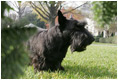 Barney is framed thru a Christmas wreath on the South Lawn of the White House, Tuesday, Nov. 28, 2006.