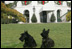 Barney and Miss Beazley relax on the South Lawn in front of a holiday decorated White House, Tuesday, Nov. 28, 2006.