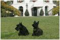 Barney and Miss Beazley relax on the South Lawn in front of a holiday decorated White House, Tuesday, Nov. 28, 2006.