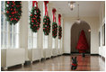 Miss Beazley makes a dash down the East Wing Colonnade, with Barney following behind, to see what Christmas decorations are on this side of the White House, Wednesday, Nov. 29, 2006.