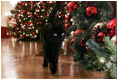 Bush family cat Willie, nicknamed “Kitty,” takes a stroll to visit the Christmas decorations in the East Room of the White House, Wednesday, Nov. 29, 2006.