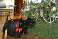 Barney and Miss Beazley visit the White House Christmas Tree in the Blue Room, Thursday, Nov. 30, 2006.